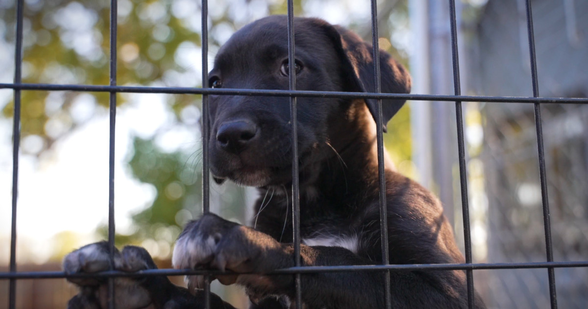 Colorado rescue on a mission to save dogs from kill shelters nationwide