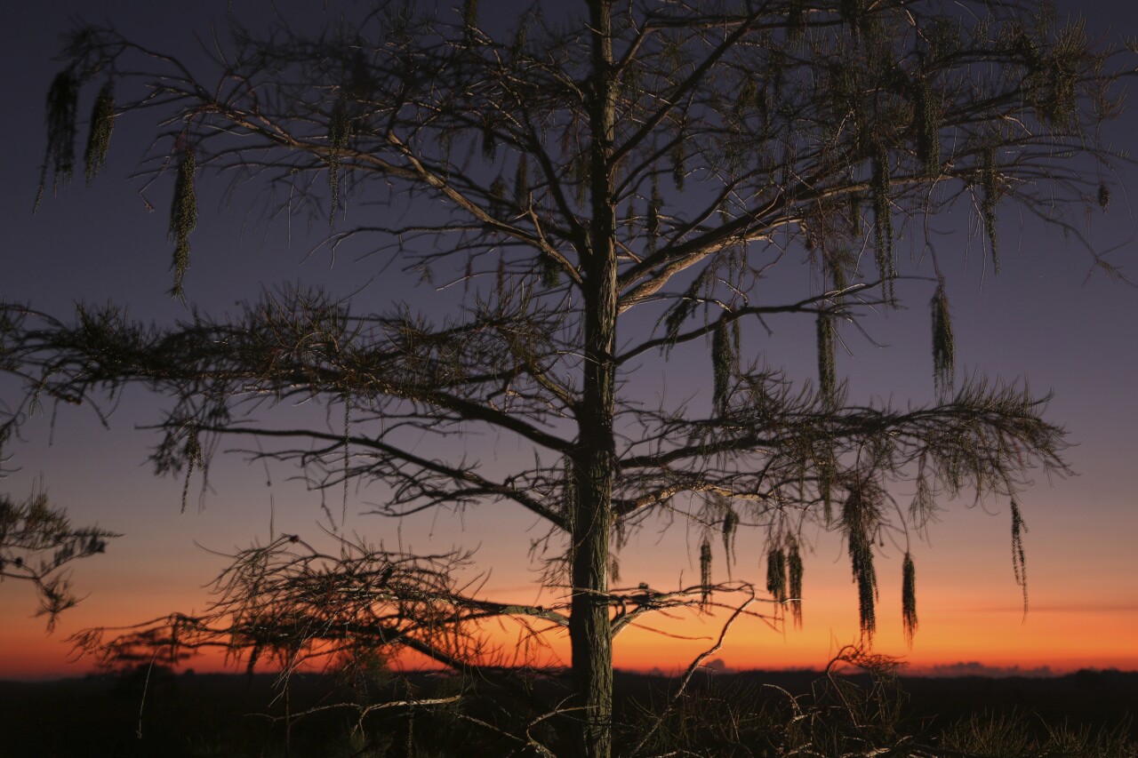 Cypress tree at Everglades National Park in 2019