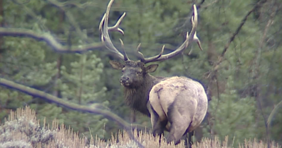 Bull Elk in Montana