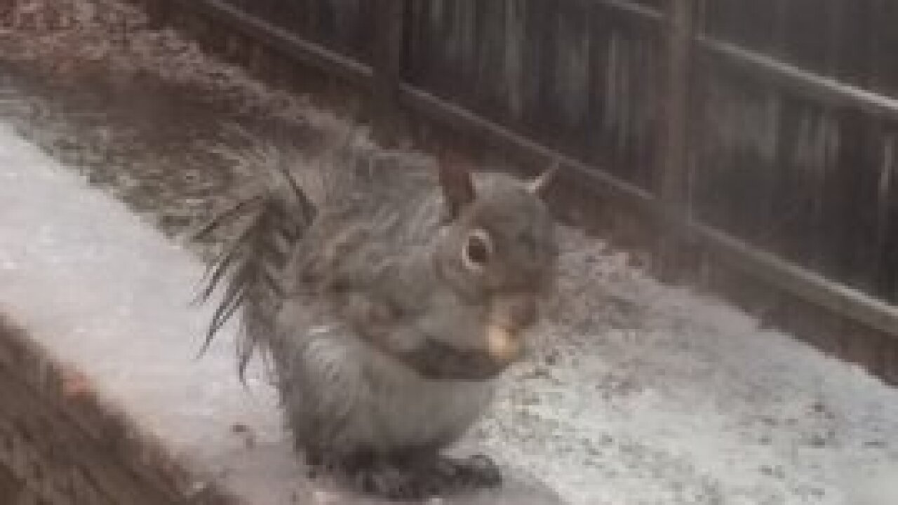 PHOTOS: Easter morning snowstorm