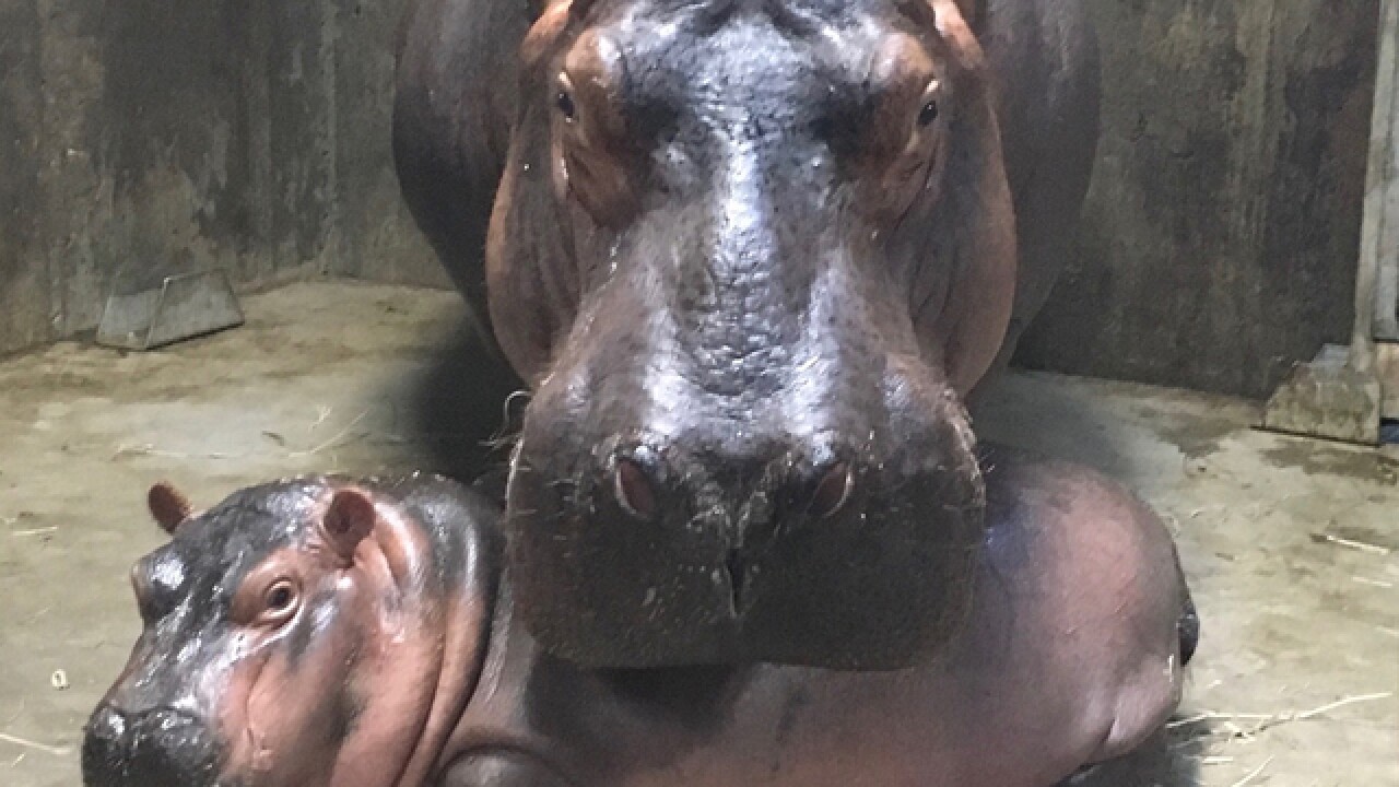 At More Than 400 Pounds Fiona Is Breaking Up With Cincinnati Zoo Caretakers For Their Own Safety