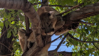 Colorado Parks and Wildlife plans to relocate mountain lion found in Westminster tree.jpeg