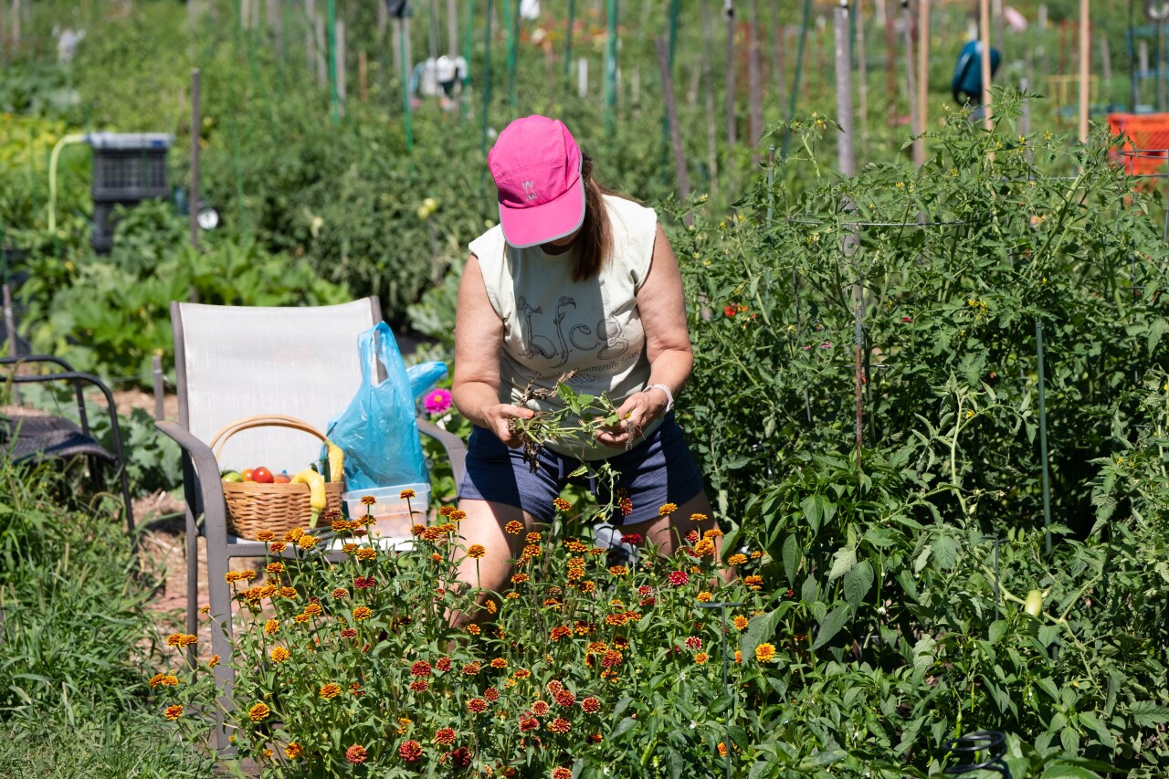 HG - Ben Franklin Community Garden 2.jpg