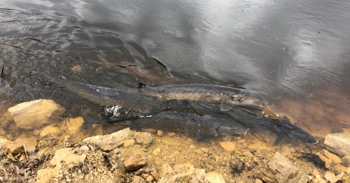 Lake sturgeon spawning run begins on Wolf River