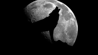 Wolf howling at the moon.
