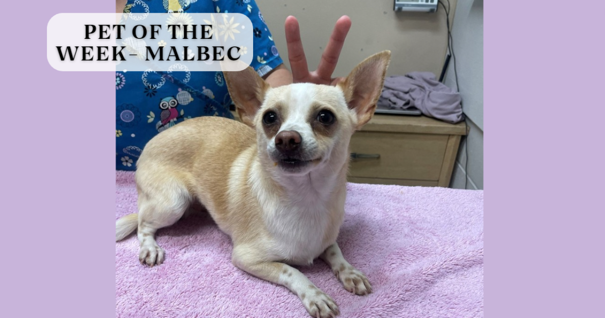 Pet of the Week "Malbec" is ready for Wine 4 Paws weekend - Vimarsana News