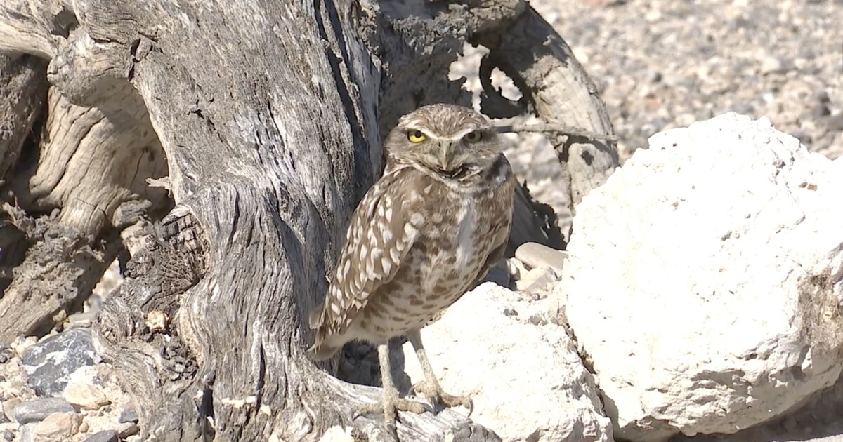 Clark County Desert Conservation Program looks to buy property home to Northwest Las Vegas owl preserve