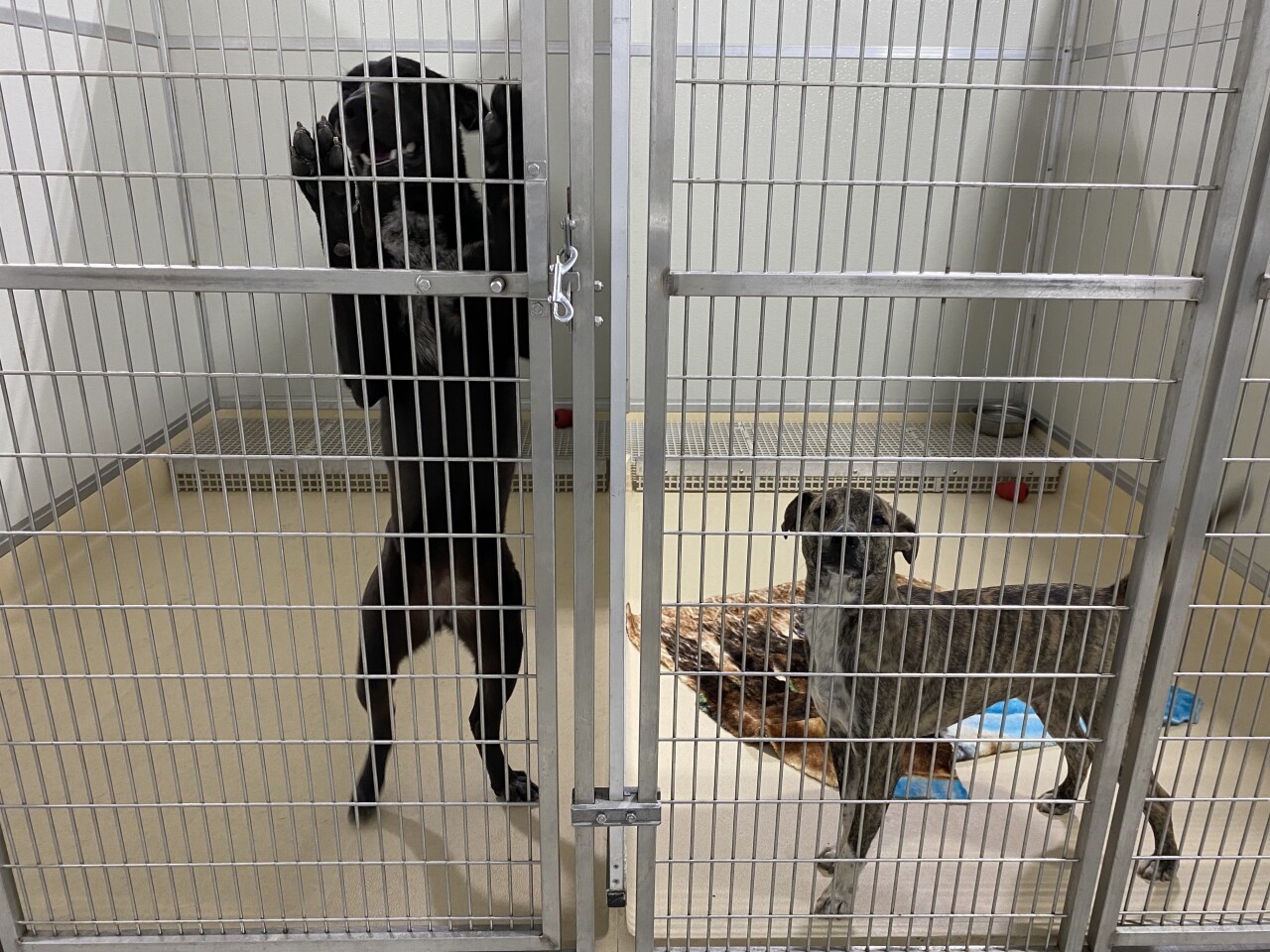 Rescue dogs to be rehomed pic 5.jpg