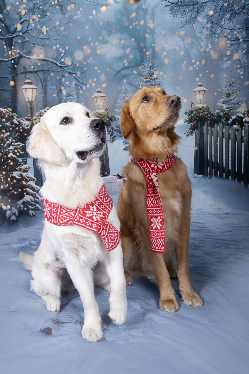 Dog walking forecast