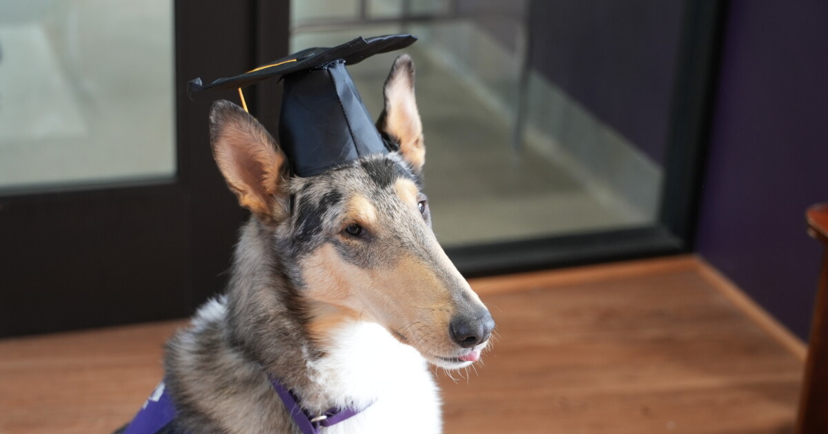 Four-legged Saints graduate at Carroll College - Vimarsana News