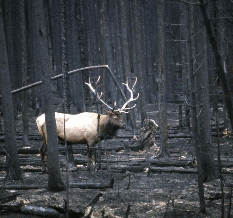 1988 ynp fires.gif
