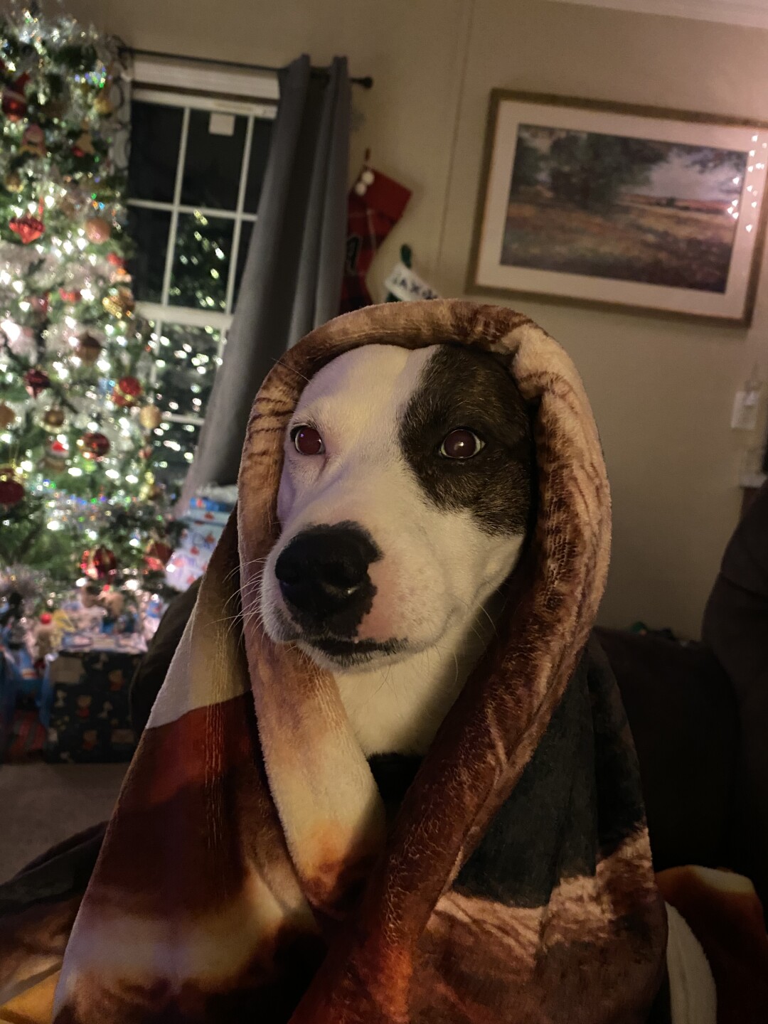Dog walking forecast
