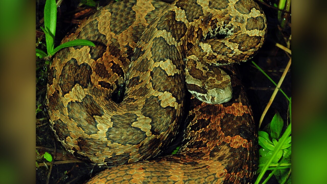 massasauga rattlesnake 2.jpg