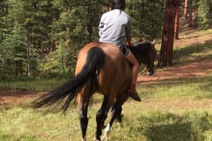 Sophia Tang_Colorado Trail_horse