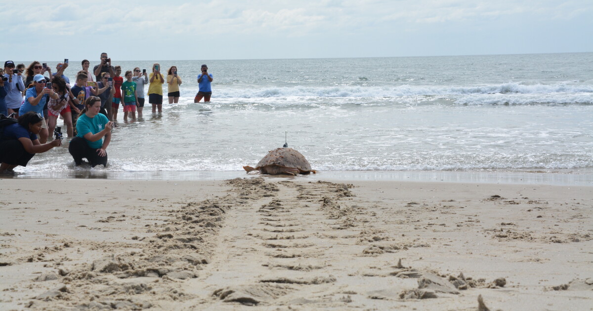 6 rehabilitated sea turtles released in Buxton - Vimarsana News