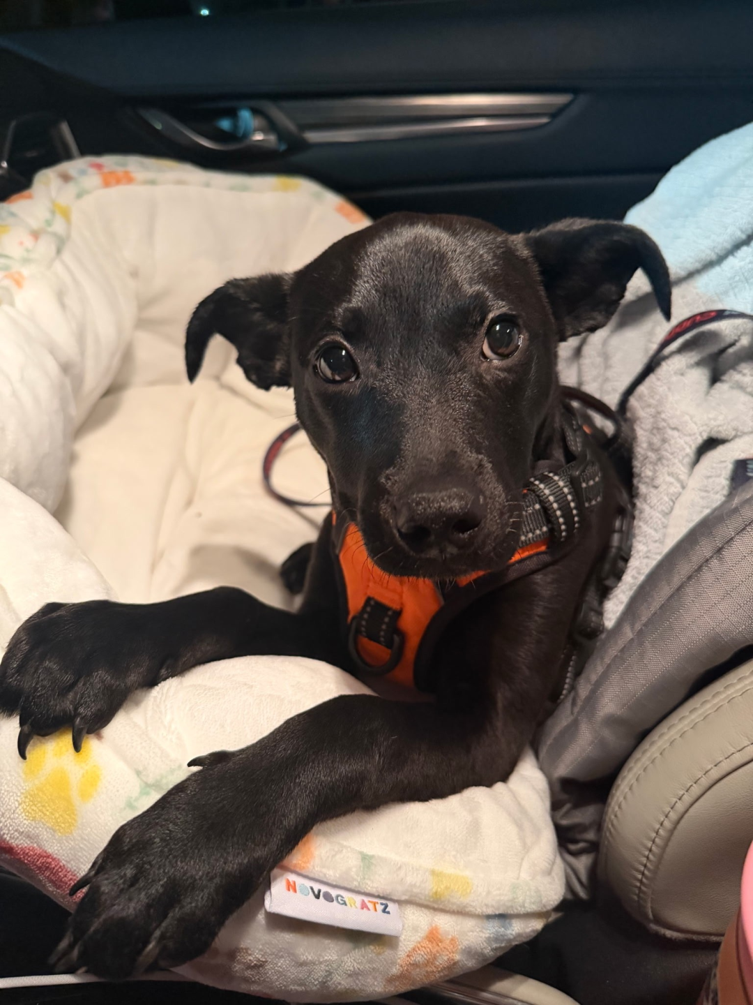 Nova