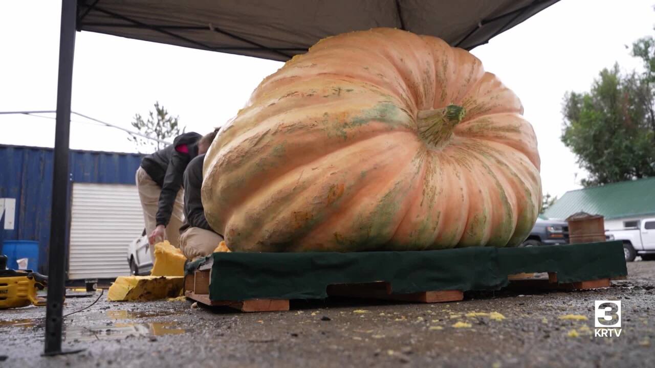 A new Montana state record: a 1,591-pound pumpkin