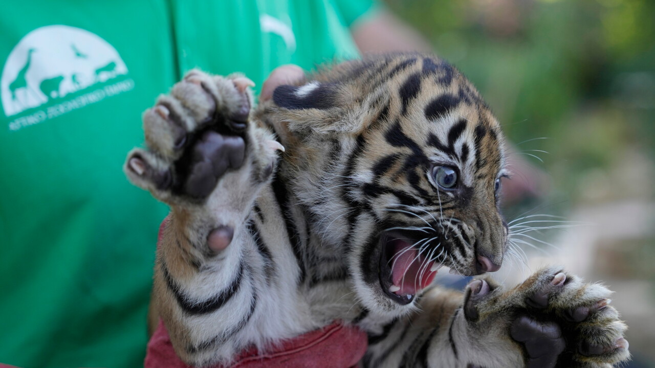 Greece Endangered Tigers