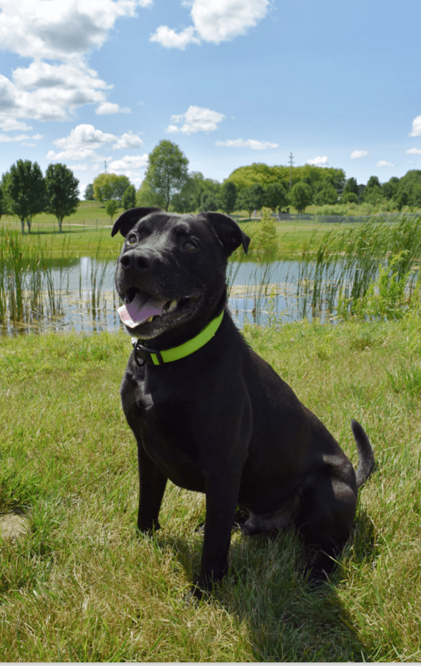 Pet Adoption Tuesday: Meet Lincoln!