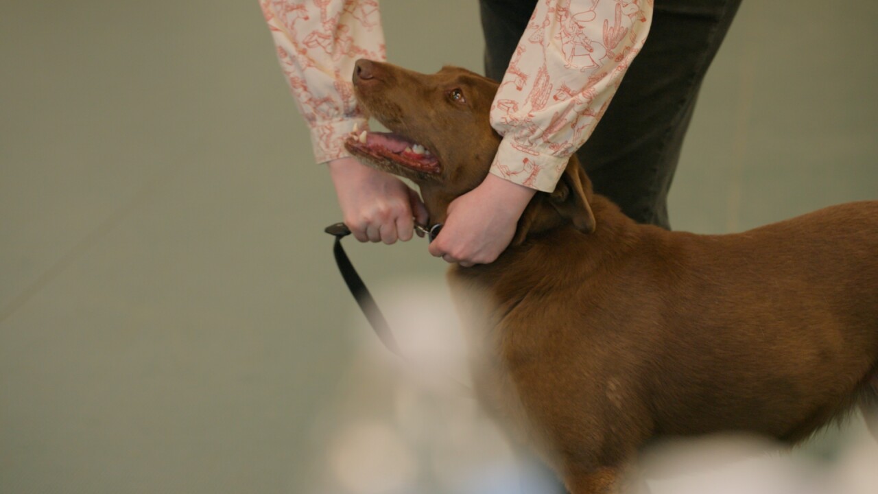 Five Valley Kennel