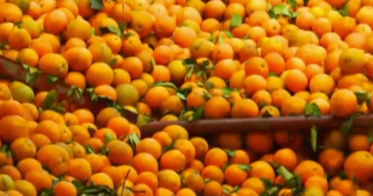 Orange juice brands no longer making juice from 100% Florida-grown oranges - Vimarsana News