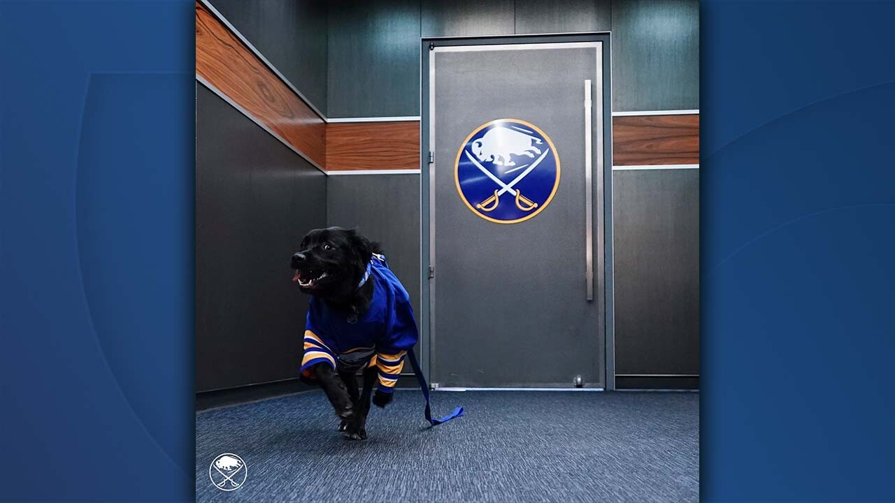 SABRES DOG 3.jpg