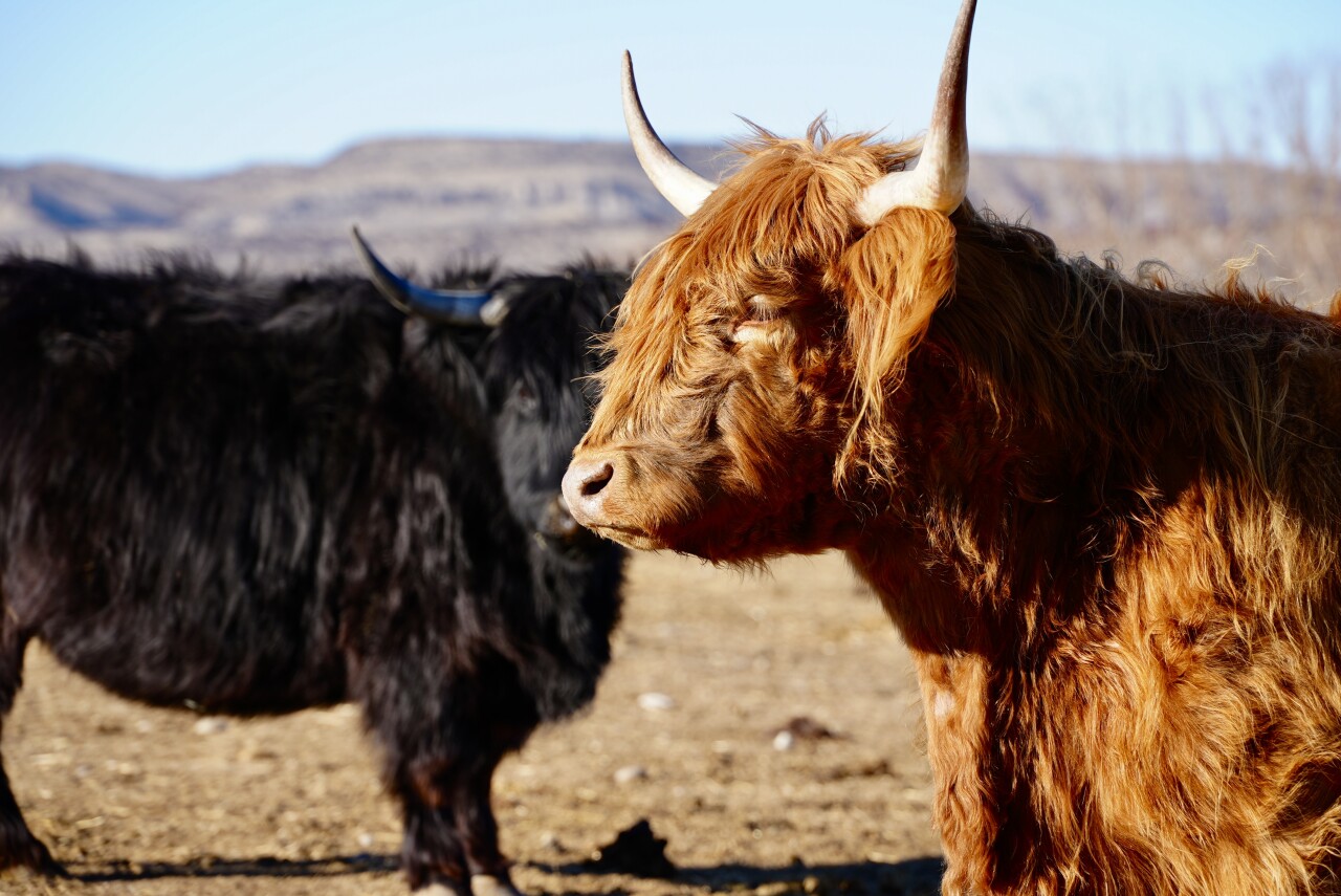 Carr Cattle Co.