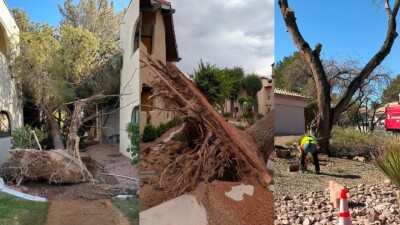 SNWA tree removal