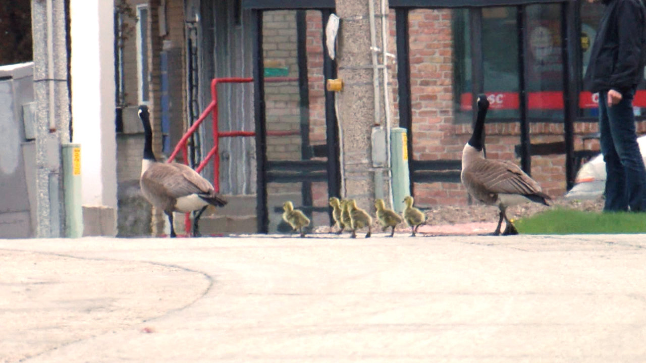 Gertie and Kids 8