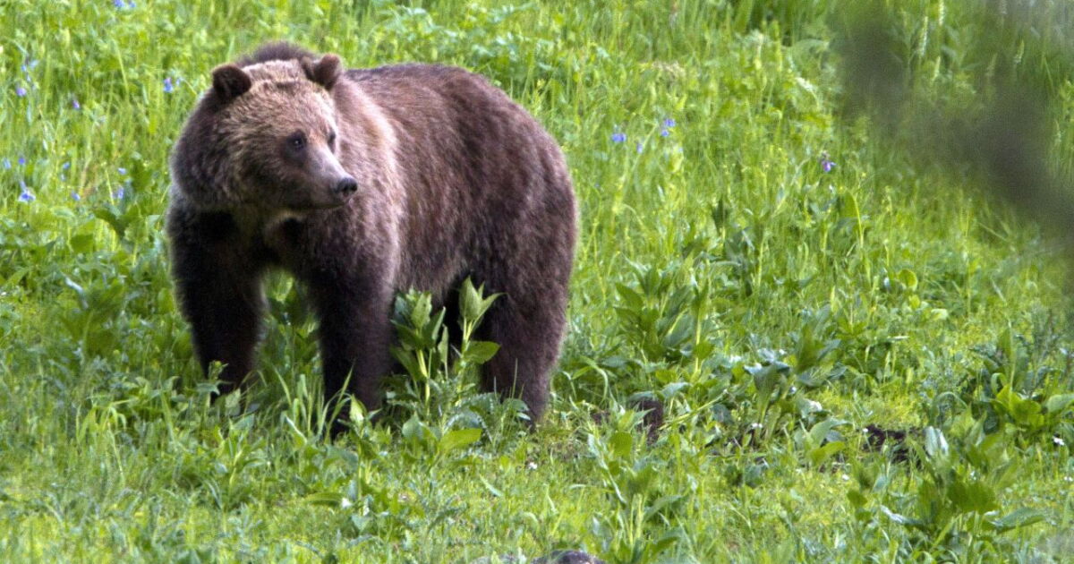 Grizzly bear sightings in greater Helena area confirmed by FWP - Vimarsana News