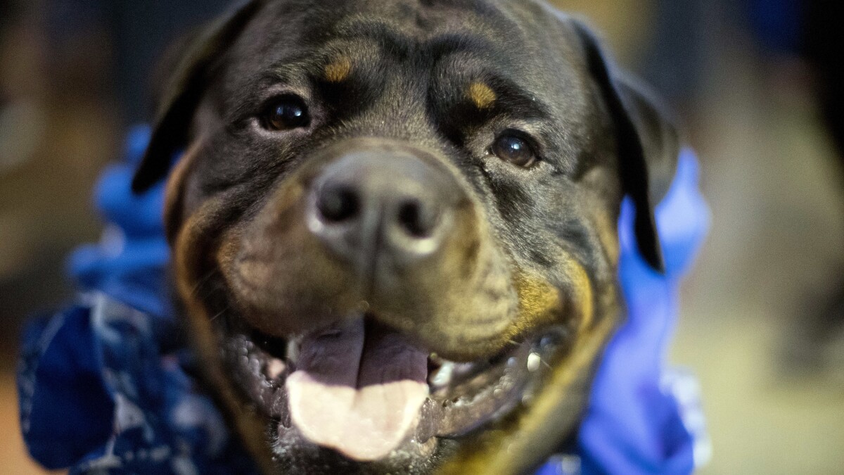 10 tips from Arizona Humane Society to keep pets safe, comfortable during monsoo...