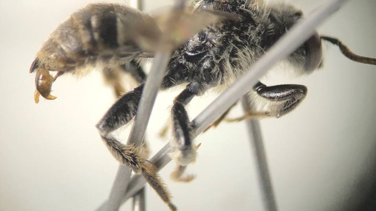 Cuckoo Bee.jpg