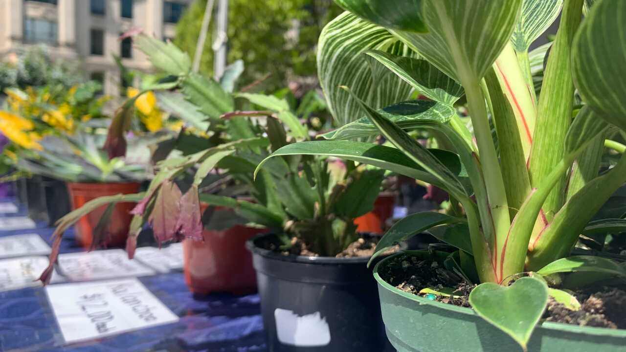 PHOTOS Flower Mart back in bloom in Baltimore's Mt. Vernon