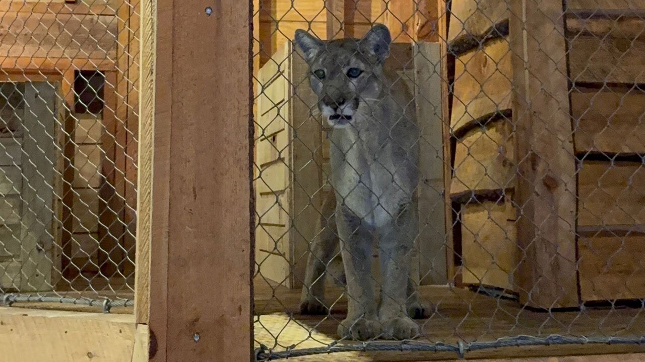 Sassy the Panther Palm Beach Zoo