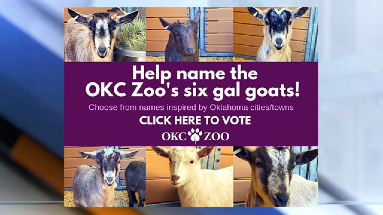 okc zoo goats looking