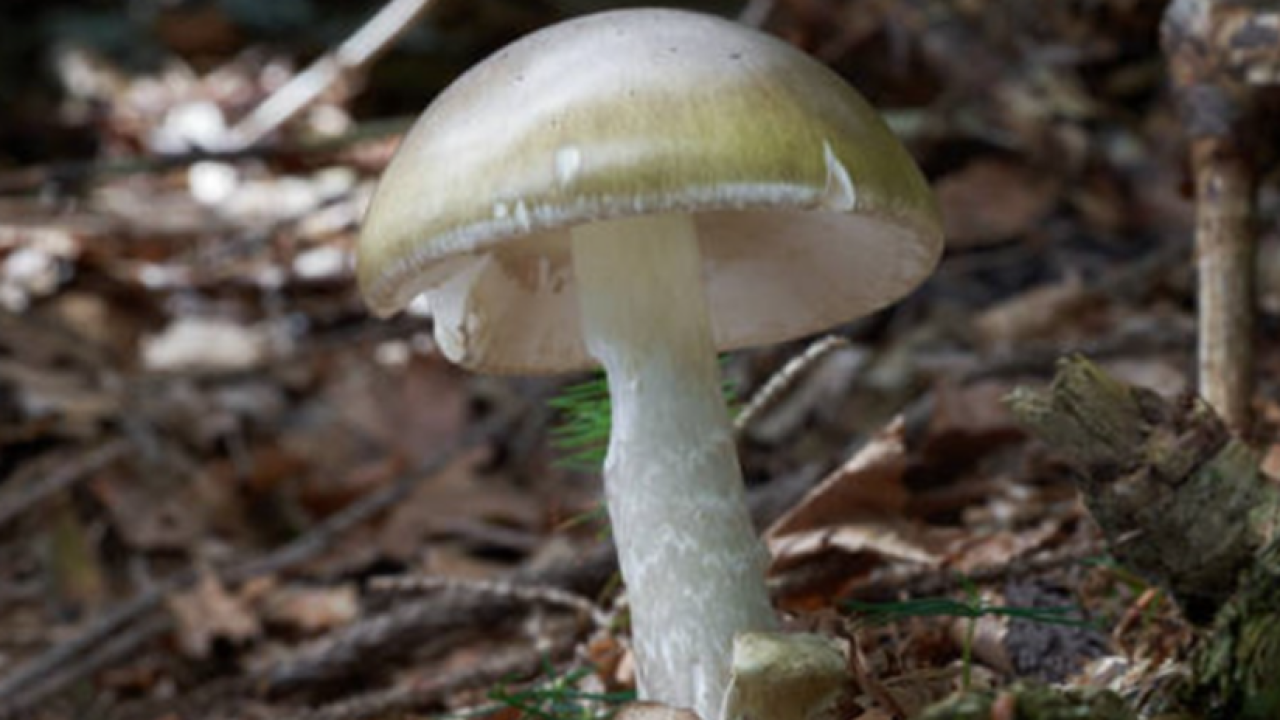 Mushroom poisoning