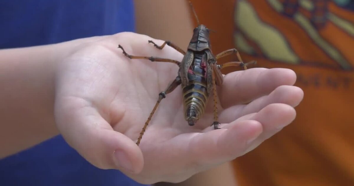 Idaho Botanical Gardens Celebrate 22nd Annual Bug Day Idaho Botanical Gardens Celebrate 22nd Annual Bug Day