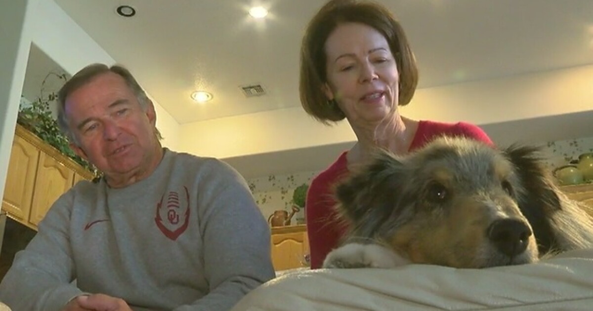 Dog lost for six years returns home by Christmas