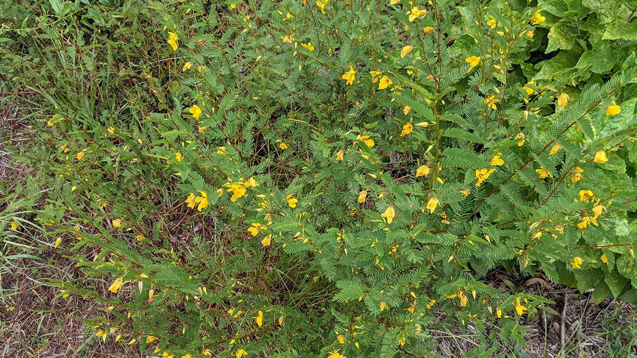 Partridge-Pea-Sarahs-Walking-Club-Fall-Scavenger-Hunt.jpg