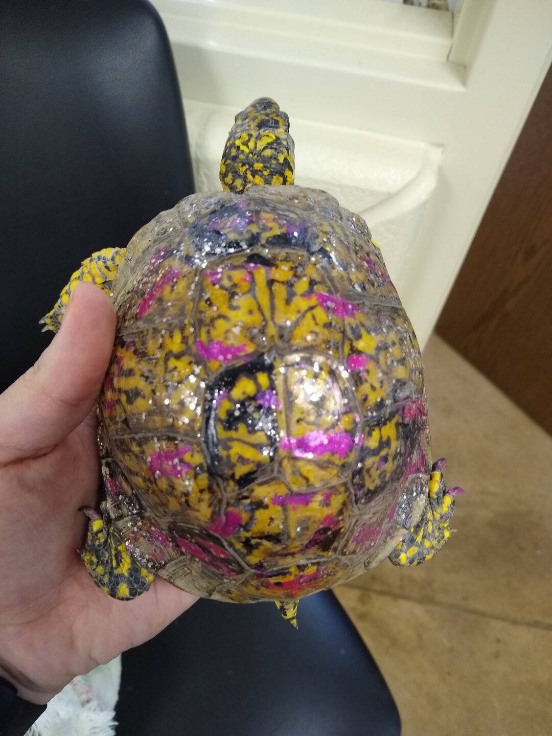 Woodland box turtle fighting for its life.