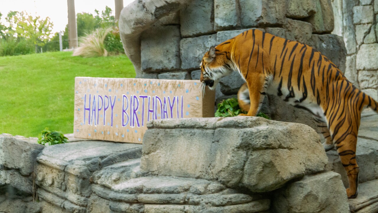 Tulsa Zoo celebrates Malayan tiger's birthday today