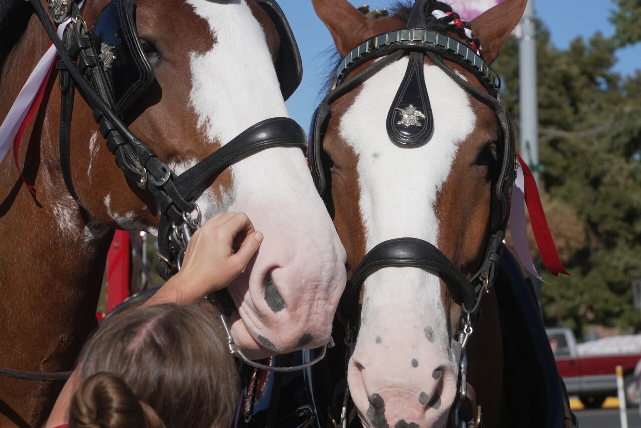 clydesdales