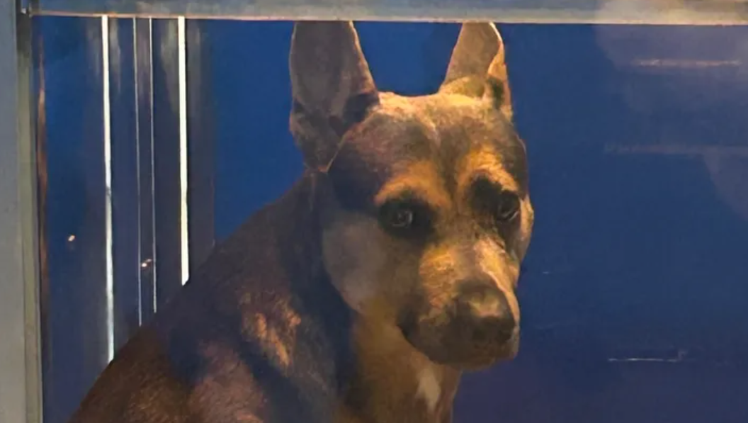 lucky at Norfolk ACC