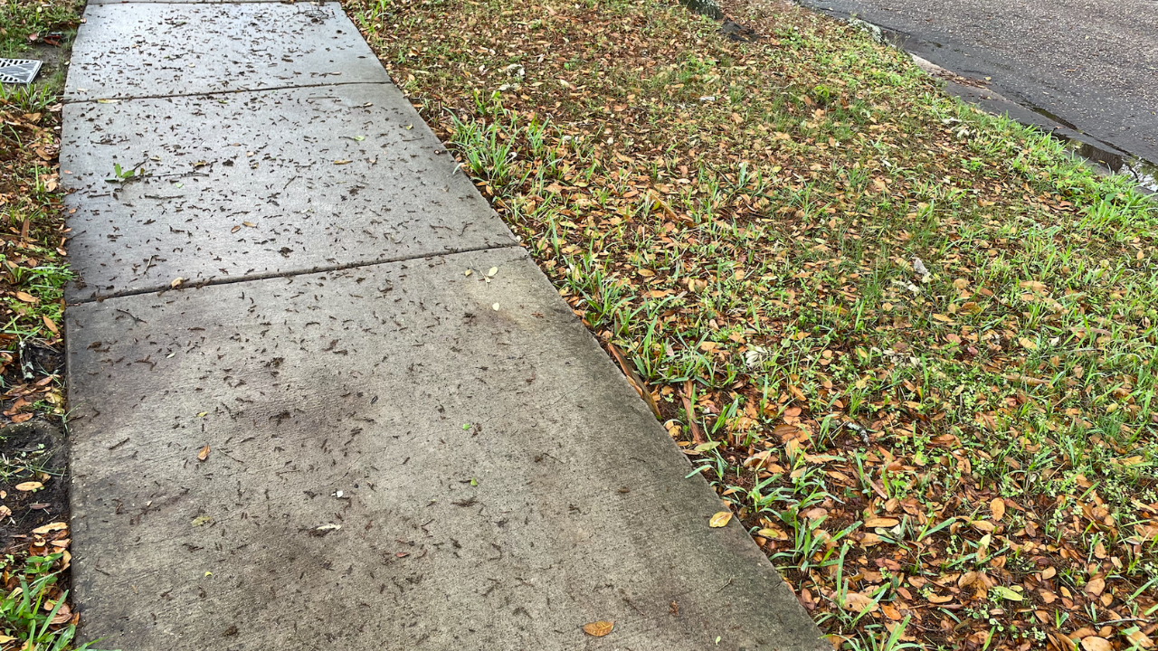 Clearwater sidewalk fix Larissa Scott WFTS2.png