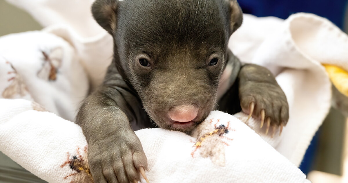 Zoo Miami welcomes first baby sloth bears in 26 years - Vimarsana News