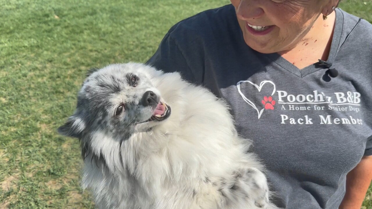 'Seniors rock': Billings family opens home to multiple senior dogs