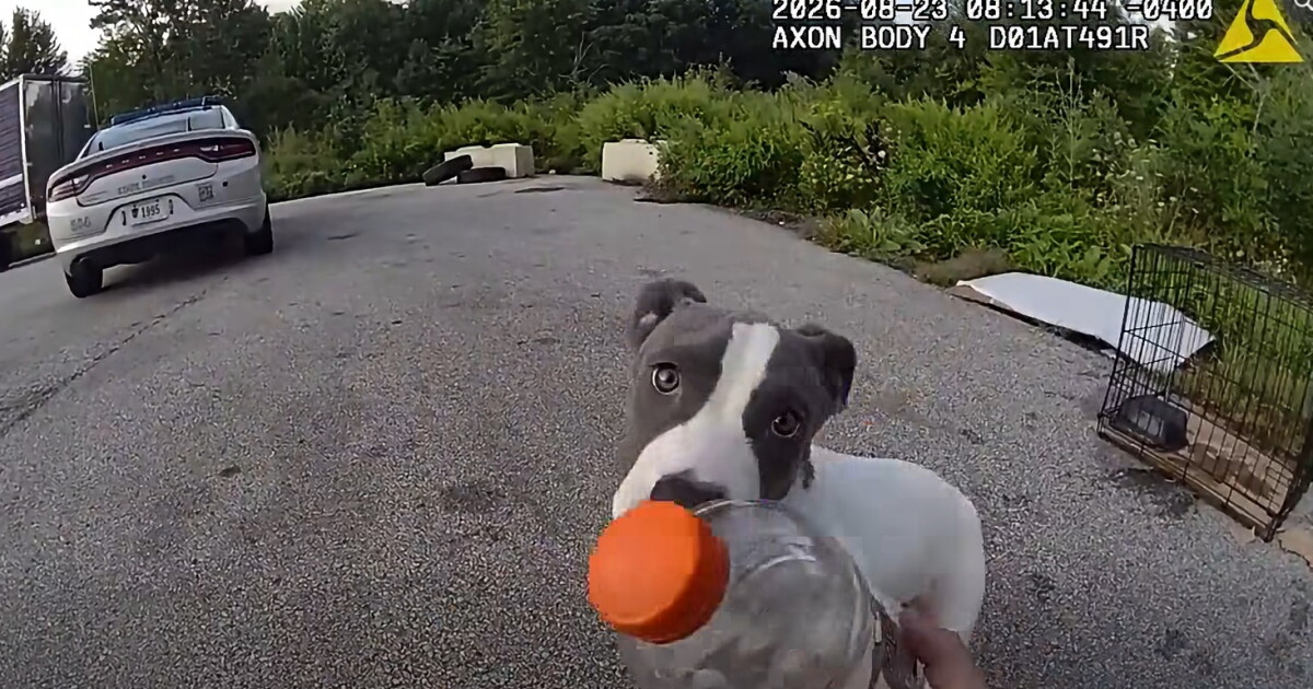 Medina County News Trooper praised for quick action, compassion after rescuing puppy in Medina Co. Damon Maloney