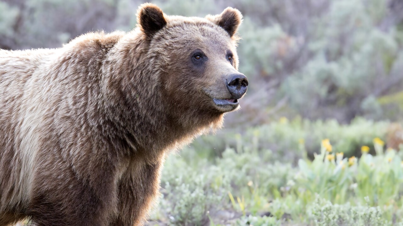 Montana ranchers express support to delist grizzly bears