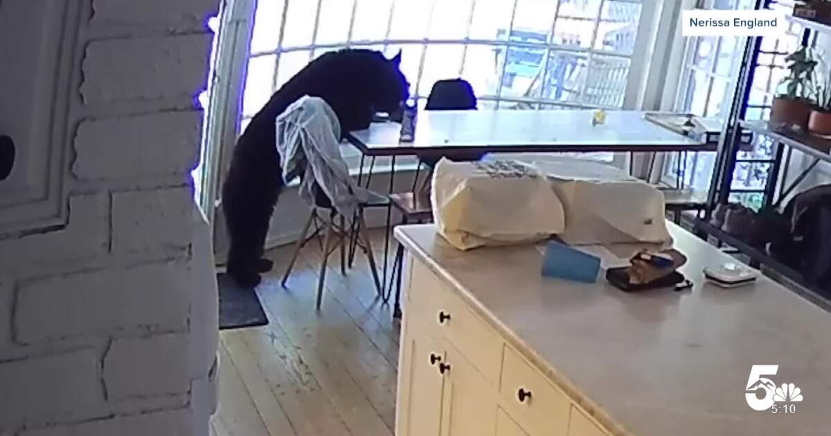 8-year-old Colorado girl surprised by bear in her kitchen, dad calmly saves the day