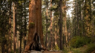 Tuolumne Grove in Yosemite National Park 